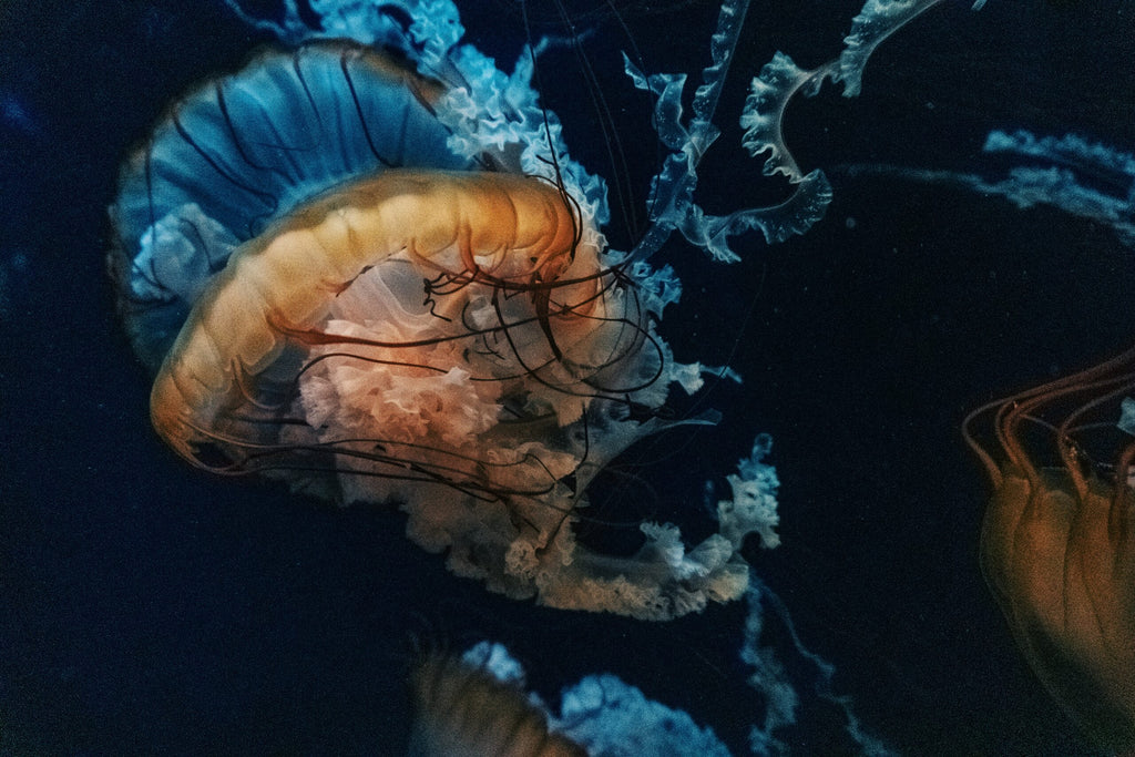 鮮やかなデザイン|ジェリーフィッシュ